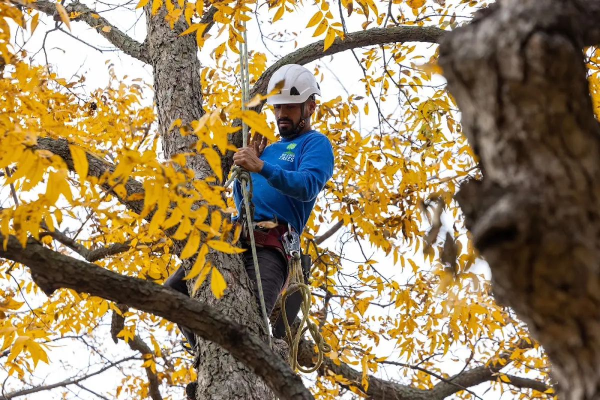 Skilled Dead Tree Removal crew working in Alpha